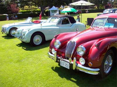 row of Jags Look at all those curves