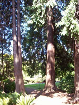 trees Emily's trees