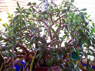 The ever growing Jade plant in the shaded corner of the greenhouse