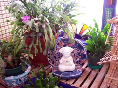 Little Buddha shrine under the Christmas Cactus