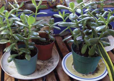 Jade plant cuttings waiting for new homes