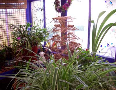 Spider Plant Spider plant looking for more space