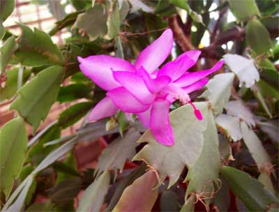 Xmas Cactus bloom Just a preview of December's big show