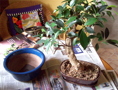 before-old-pot before-old-pot