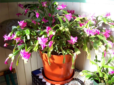 big-xmas-cactus