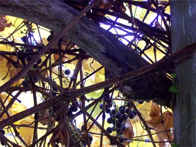 grape-arbour-nrml