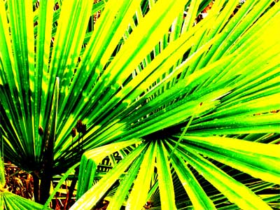 palm-phtoshp