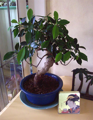 potted-up potted-up