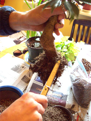 trimming-roots trimming-roots