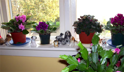 window-sill1