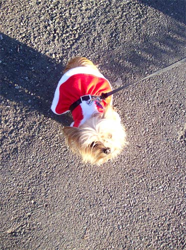 santadog-looking-up