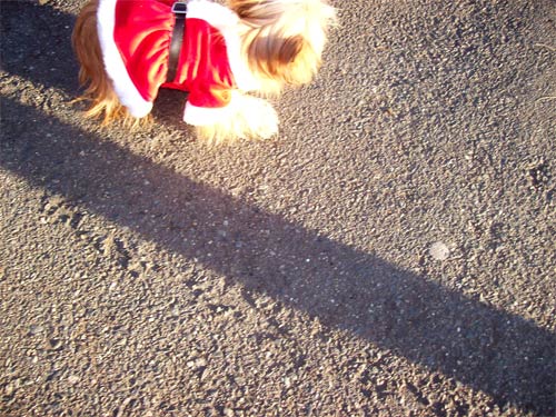 santadog-out-of-pic