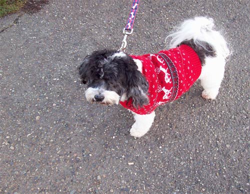 sweater-dog