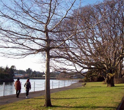 tree-up-gorge