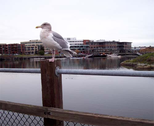 seagull-1