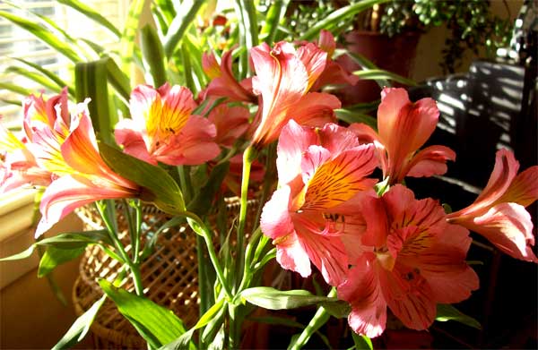 alstromeria alstromeria