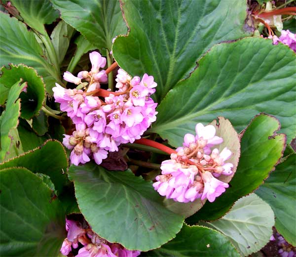 bergenia