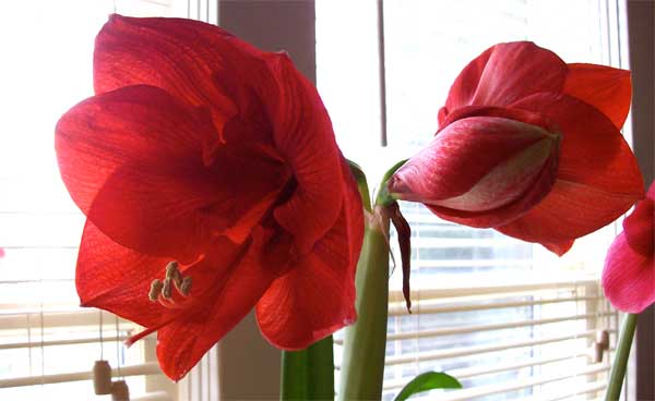 big-red-all-blooms