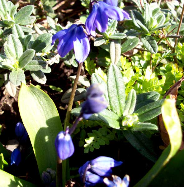 bluebell