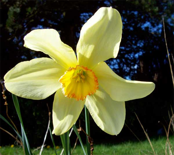 daffodil-2