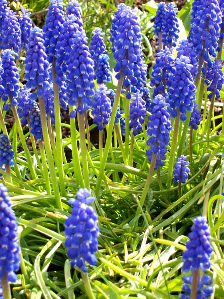 grape-hyacinth