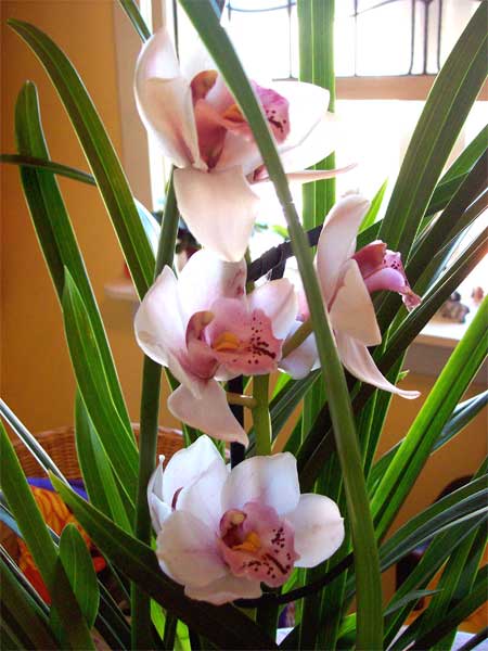 orchid-flwrs1