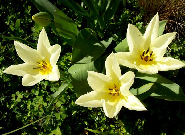 pale-yellow-tulips
