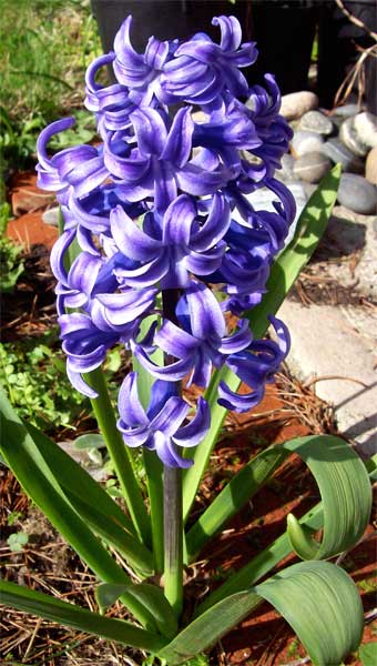 purple-hyacinth