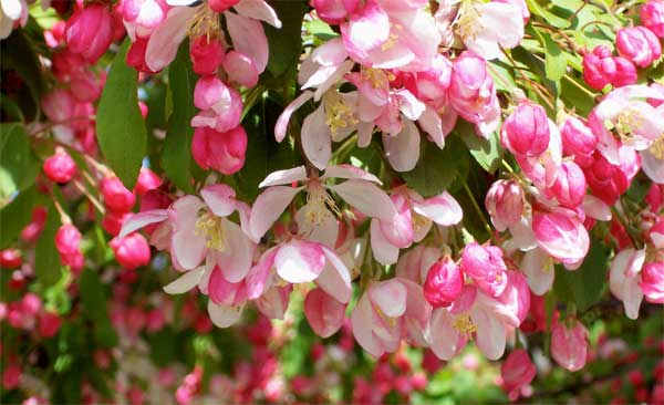 tree-blossoms