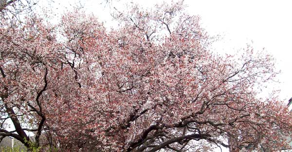 tree-in-bloom