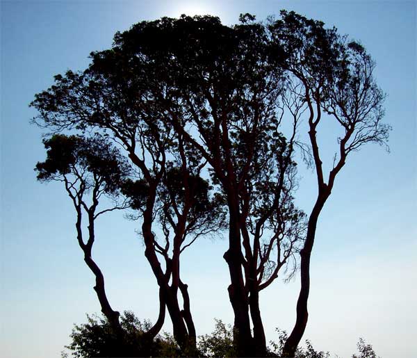 arbutus-tree