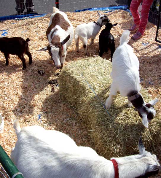baby-goats