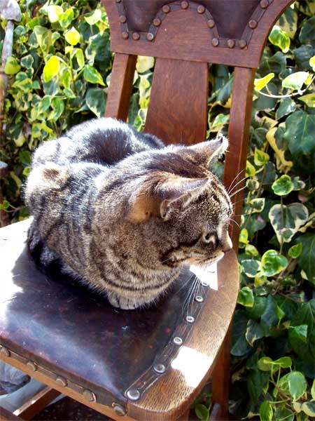 cat-on-chair2