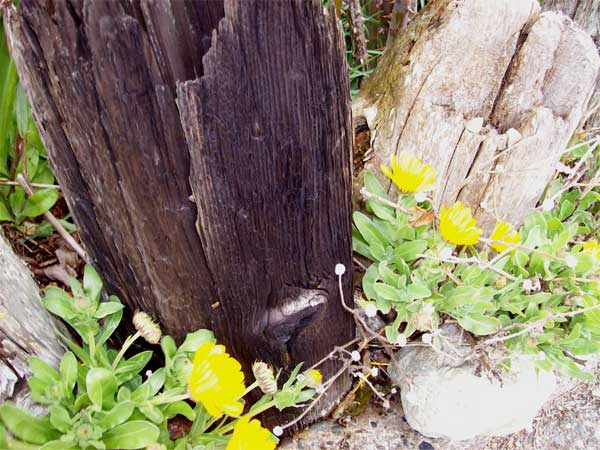 driftwood-fence1