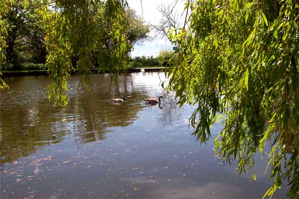 geese-in-pond1