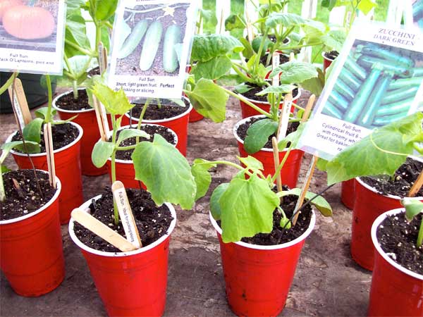 plants-in-red-cups1