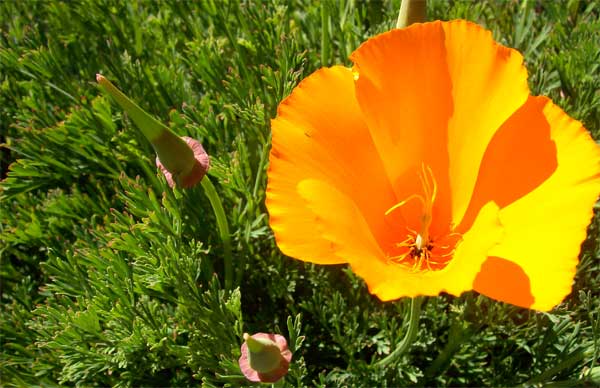 california-poppy