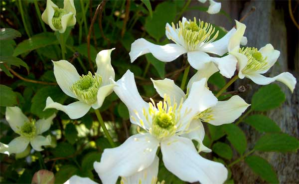 clematis