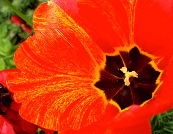hot-red-tulip1