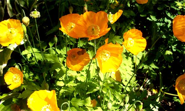 iceland-poppies