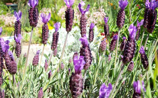 lavender1