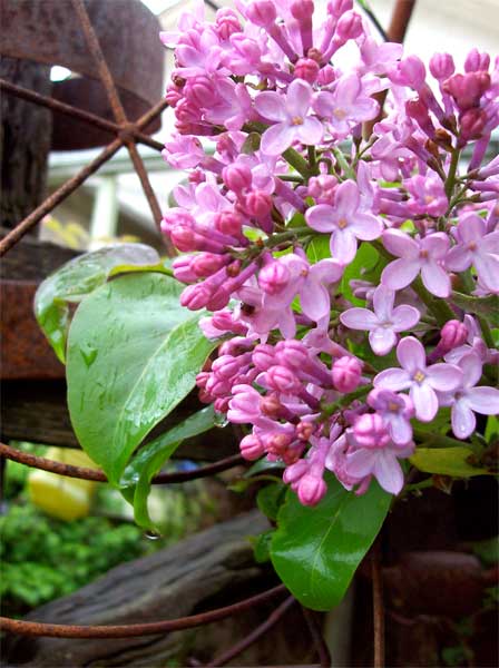 lilac1