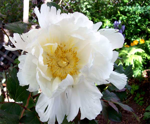 peony1