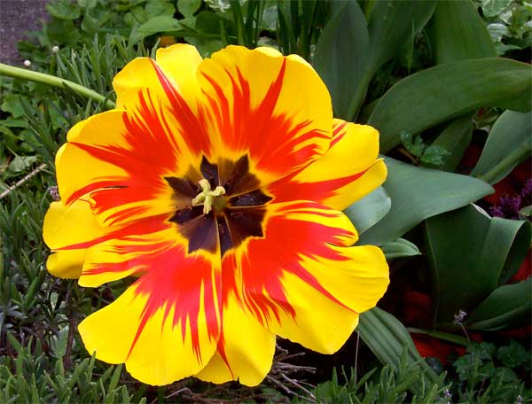 yellow-and-red-tulip1