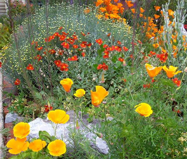 calif-poppies