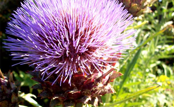 cardoon-closeup