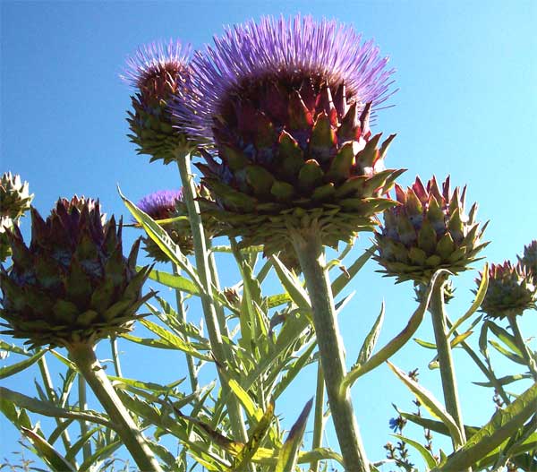 cardoon