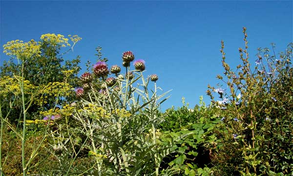 fennel-cardoon-lettuce