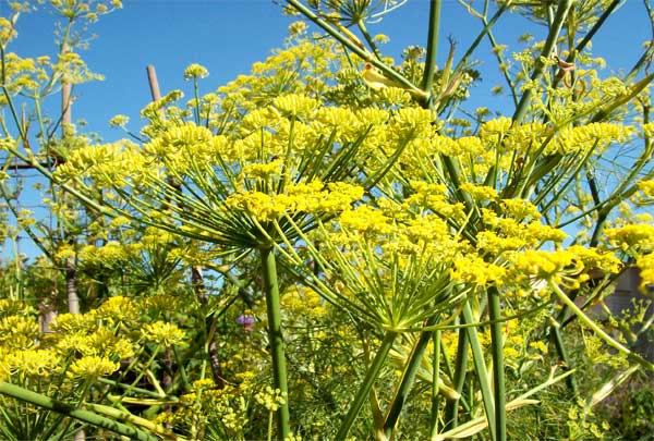 fennel