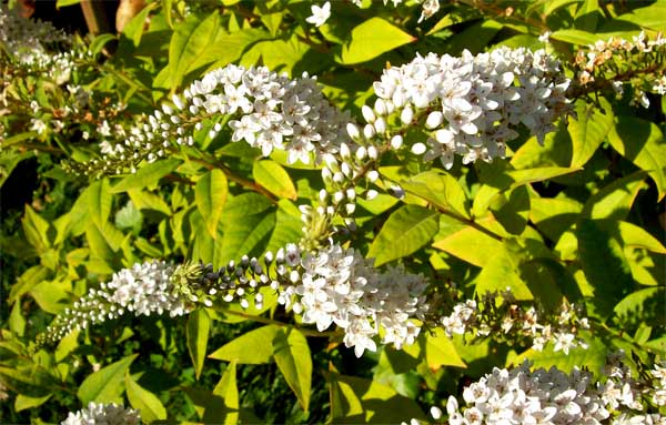 gooseneck-loosestrife